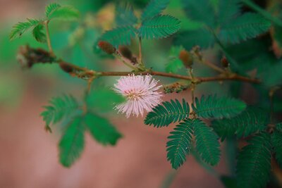 Sensitive Plant